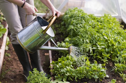 The image shows a gardener watering lush green vegetable plants in a garden bed, which appears to be part of a well-maintained outdoor space in Ickenham. The gardener's hands are visible holding a metal watering can, pouring water over the leafy greens that include lettuce and other salad vegetables. The garden bed is bordered by soil, with the plants growing densely and appearing healthy. In the background, more vegetable plants and garden foliage are seen, with natural sunlight illuminating the scene, suggesting a bright, possibly late spring or summer day. The garden environment includes wooden framing supports and a protective greenhouse cover or plastic sheeting in part of the background. This setting reflects careful outdoor gardening and maintenance work, similar to services offered by Lawn Mowing Ickenham, focusing on garden care, planting, and watering for a thriving lawn and vegetable garden area.